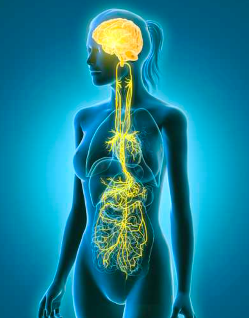 Meditation: Nervensystem regulieren – mit optionaler Lavendelöl-Begleitung